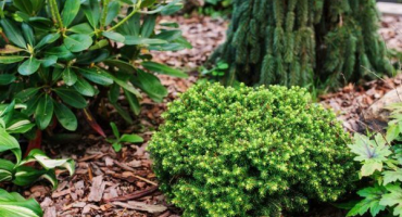 Zavařenina z norského smrku - zelená kráska